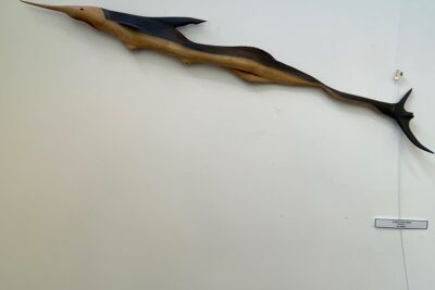 Agrandir l'image 27 sur 34, fenêtre modale