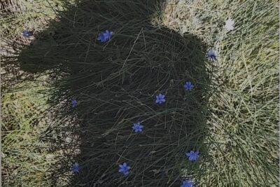 Agrandir l'image 6 sur 15, fenêtre modale