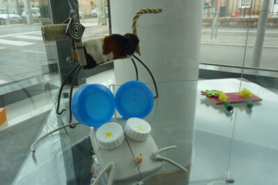 Agrandir l'image 4 sur 14, fenêtre modale